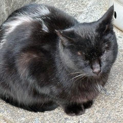 サクラカットされたこの猫の事を知っている方はいませんか？
