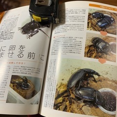値下げ　オオクワガタの本の画像