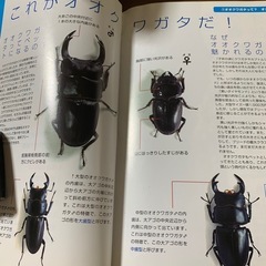 値下げ　オオクワガタの本の画像