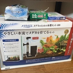 メダカと新品メダカ飼育セットの画像