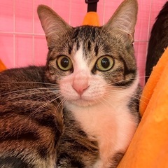 臆病なりんちゃん💖トライアルでゆっくりお付き合いください - 小郡市