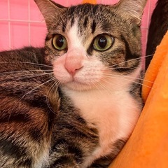 臆病なりんちゃん💖トライアルでゆっくりお付き合いください
