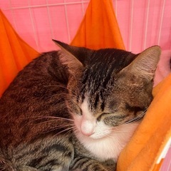 臆病なりんちゃん💖トライアルでゆっくりお付き合いください - 猫