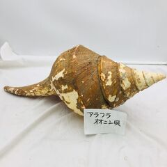 【❗️✨存在感抜群✨❗️】アラフラオニシ貝🌟 特大サイズ 約50...