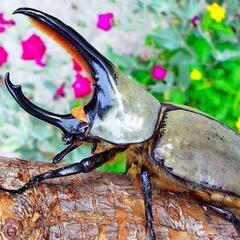 (HG-601)【グラントシロカブト虫の幼虫】