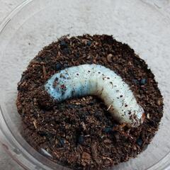 (HG-601)【グラントシロカブト虫の幼虫】の画像