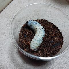 (HG-601)【グラントシロカブト虫の幼虫】の画像