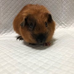 .ロシアンスモークモルモット