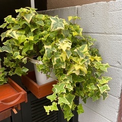 アイビー　鉢植え