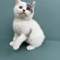 ２ヶ月子猫ちゃん里親募集
