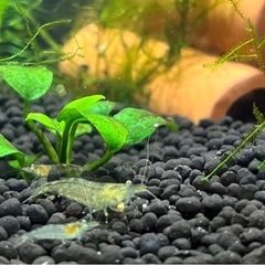 ミナミヌマエビ