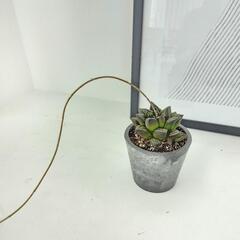 ハオルチア　