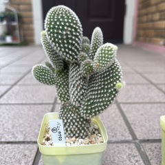 バニーカクタス B