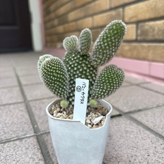 バニーカクタス　D