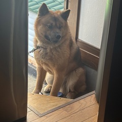 かわいがってください。