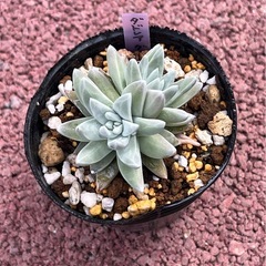 多肉植物　ダドレア　グリーニー