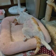 ⭐️慣れすぎててゴメン💕みーちゃん - 市原市
