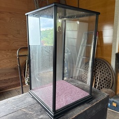 剥製 ガラスケース オーダーで作ってもらいました