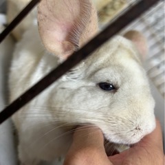 チンチラ 4歳