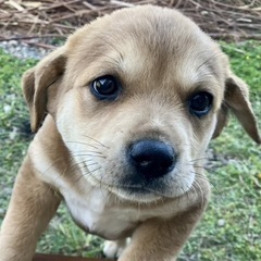 柴系？子犬ちゃん(県外OK)