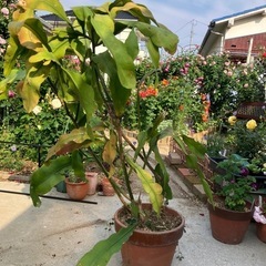 月下美人①素焼き植木鉢