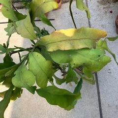 月下美人①素焼き植木鉢の画像