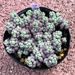 （セダム）パープルヘイズ