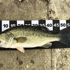 釣り友達募集中です🎣
