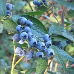 ブルベリー　鉢植え