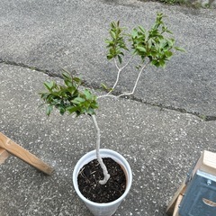決定済観葉植物鉢植え