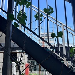 酔芙蓉