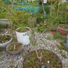 ブルベリー　鉢植えの画像