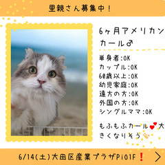 里親募集中！生後6ヶ月アメリカンカール♂(⋈◍＞◡＜◍)。✧♡ 