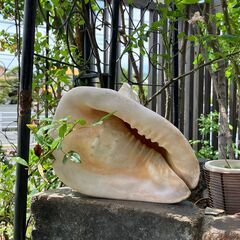 43：巻貝　天然貝　ほら貝　トウカムリの画像
