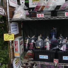 🐟️AQUAファーム無人販売所🐟️🉐特価販売🉐メダカ、金魚…