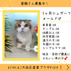 里親募集中！生後5ヵ月シュガーフォールド♂(⋈◍＞◡＜◍)。✧♡ 