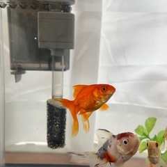 リュウキン　琉金　金魚