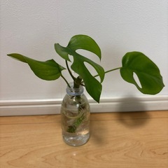 モンステラ　水挿し