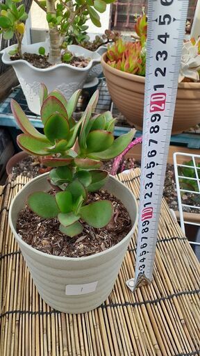 金のなる木①多肉植物 (Hiro) 久宝寺口の家庭用品《ガーデニング