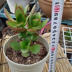 金のなる木　①　多肉植物
