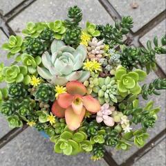 ☆多肉植物　寄せ植え2.5