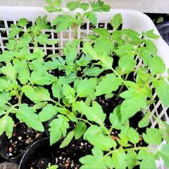 🍅ミニトマトの苗 数本あり