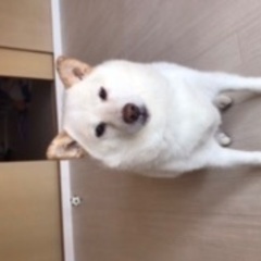 白柴犬4歳1か月メス