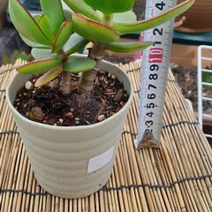 金のなる木 ② 多肉植物