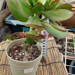 金のなる木 ③ 多肉植物