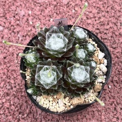 （センペルビウム）巻絹