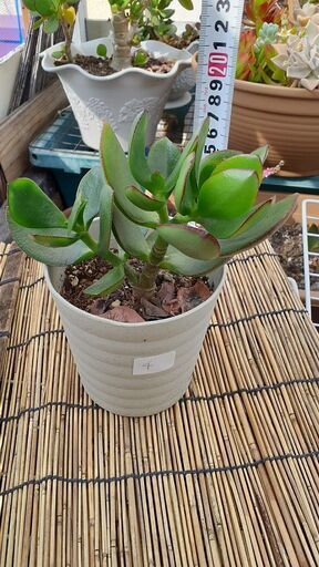金のなる木 ④ 多肉植物 (Hiro) 久宝寺口の家庭用品