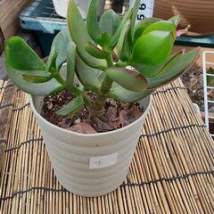 金のなる木 ④ 多肉植物