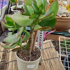 金のなる木 ⑤ 多肉植物