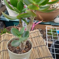金のなる木 ⑥ 多肉植物